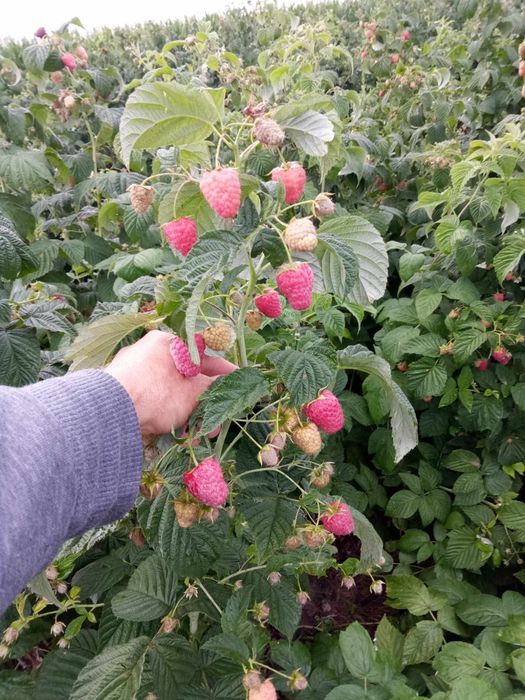 Sadzonki malin jesiennych