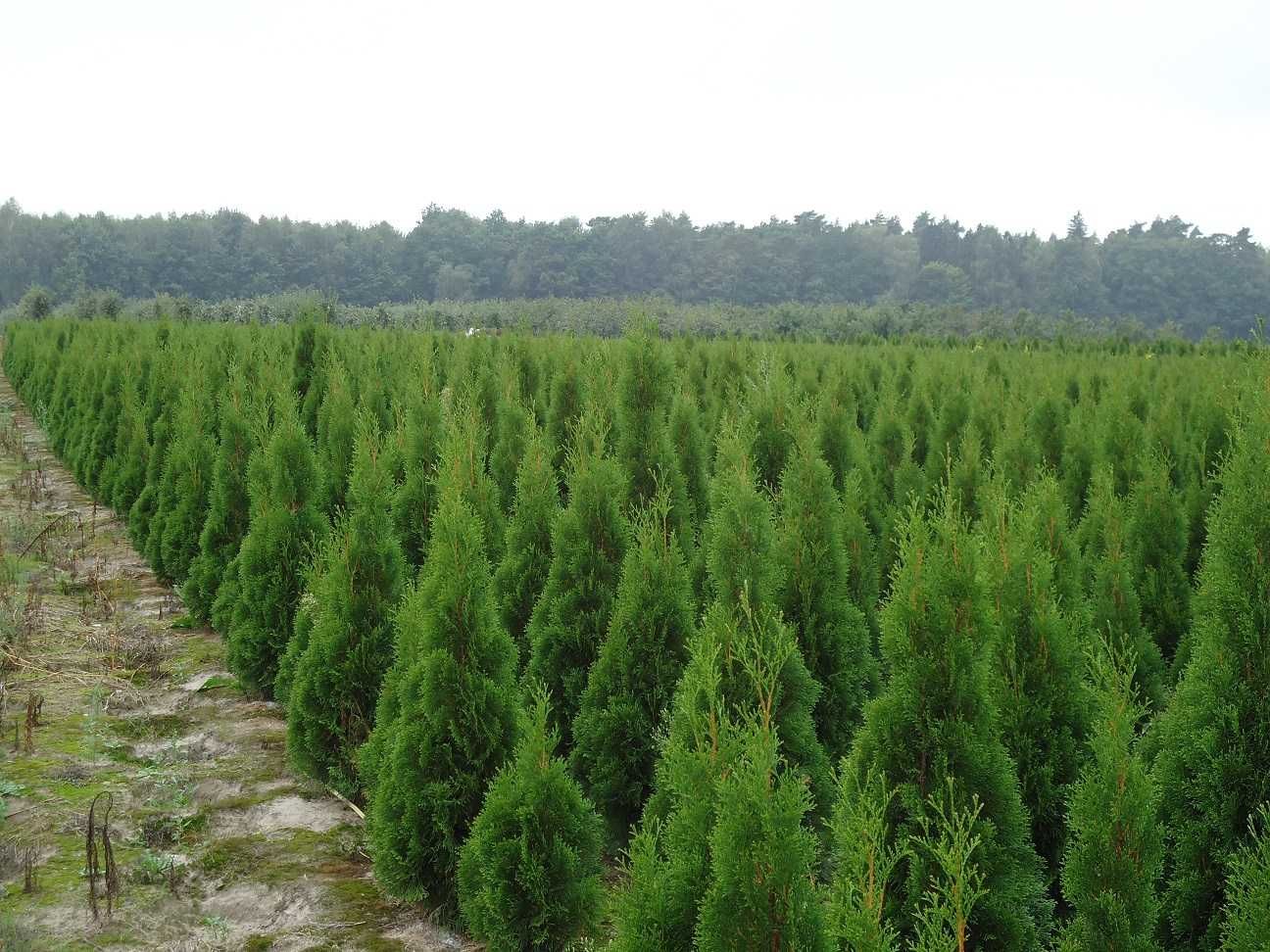 Tuja Szmaragd 100,120,140,150,160 cm! Thuja Smaragd! Sadzenie!