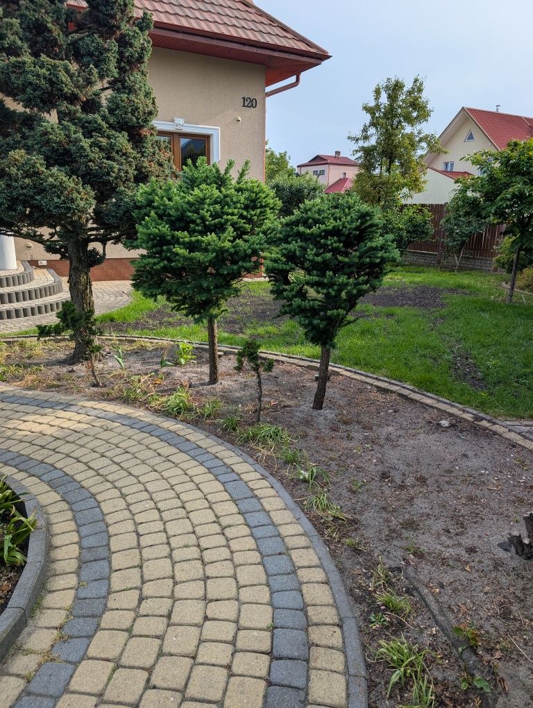 Modrzew na pniu z ogrodu