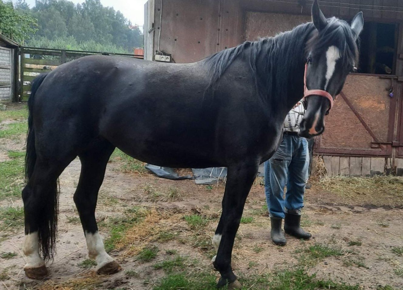 Sprzedam klecze śląskie