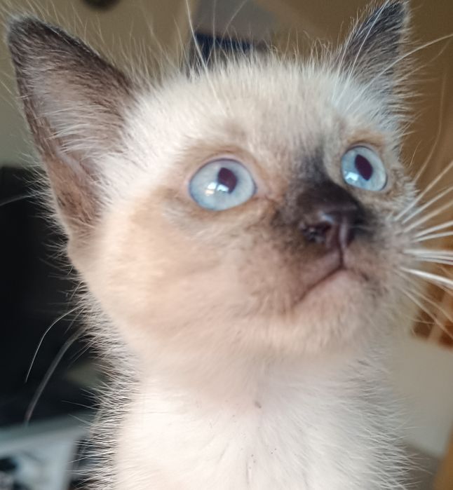 Gatinha para adoção em Viseu