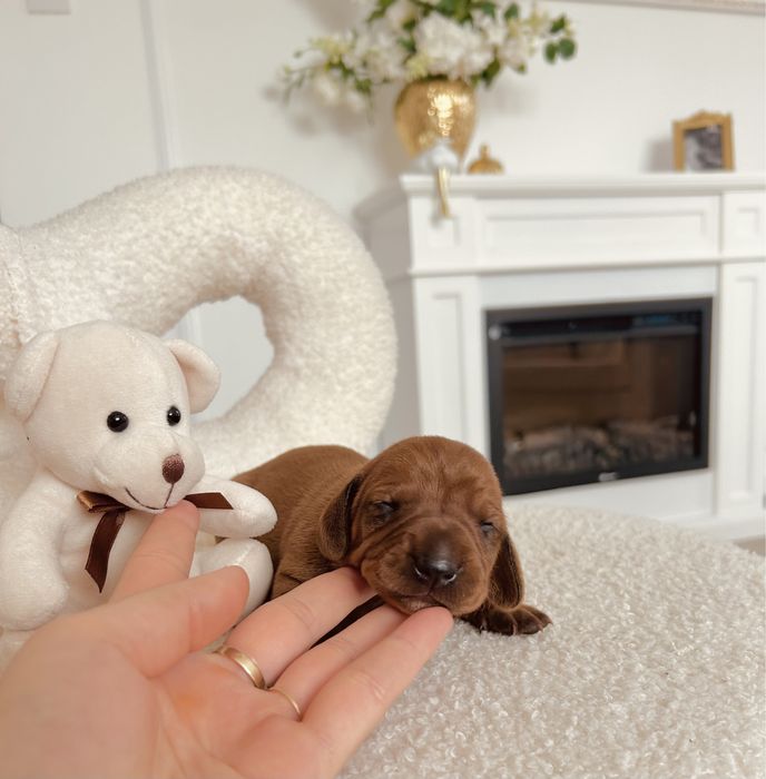 Piękny „RADZIO”  Jamnik piesek miniaturka rudy