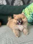Szpic miniaturowy-pomeranian