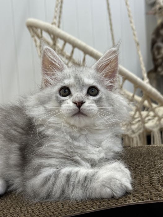 Мальчик голубой на высоком серебре эксклюзив котенок мейн кун