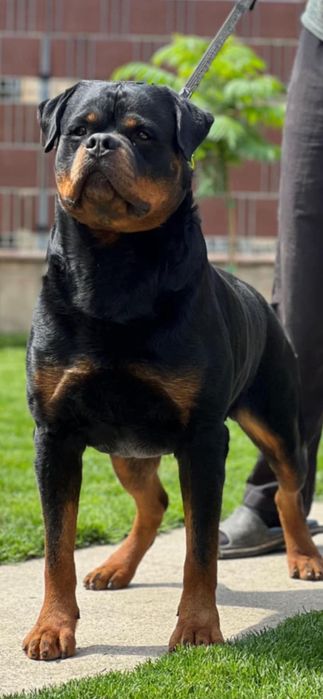 Rottweiler suczka szczenię FCI