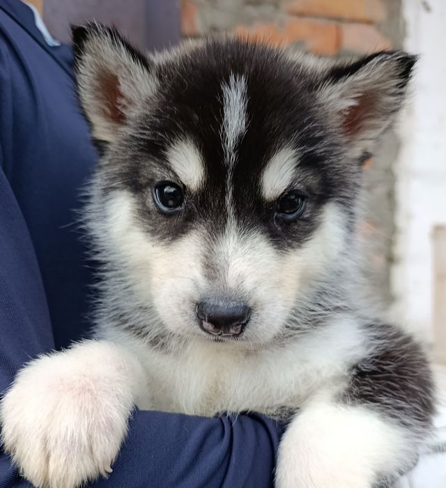 Гарний хлопець хаскі.