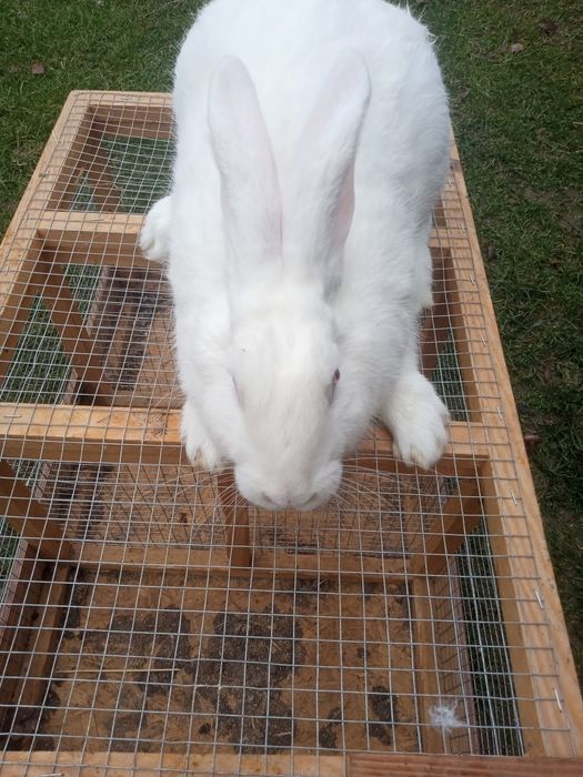 Samice Termundzkie kotne