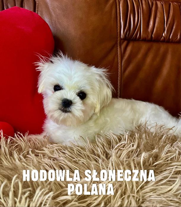 Maltańczyk miniaturowy z rodowodem