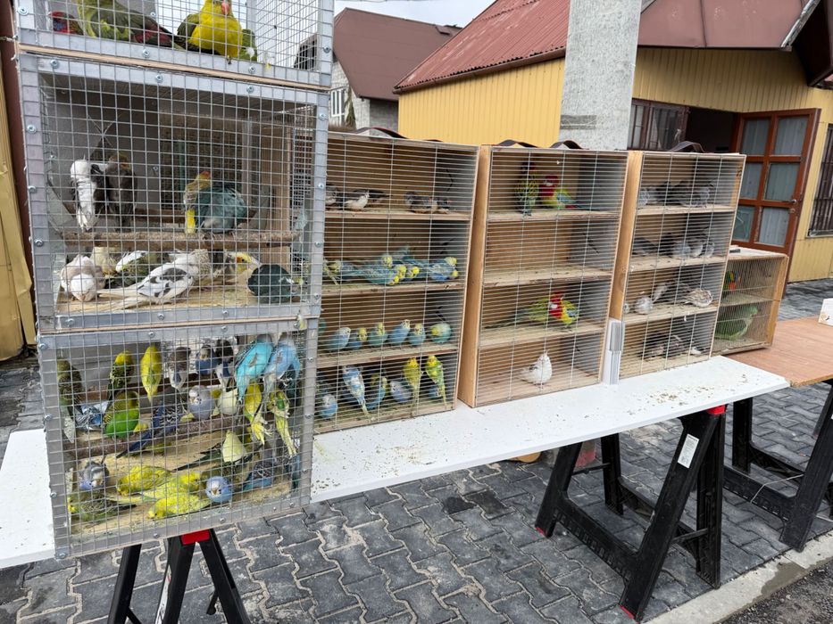 Papugi faliste tęczowe i zwykłe