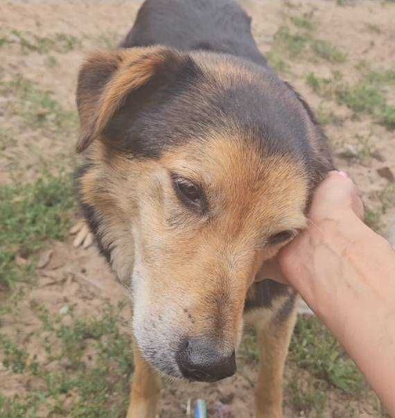 Piesek do adopcji