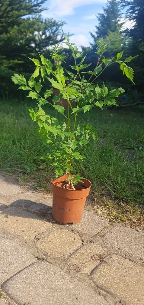 Milin amerykański sadzonki