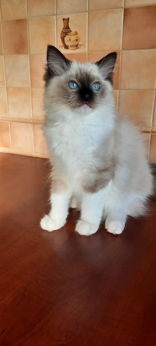 Ragdoll kocurek FPL po Championie