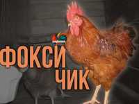 Інкубаційне яйце Фоксі Чик. Угорщина / Україна (Інкубаторія UA)