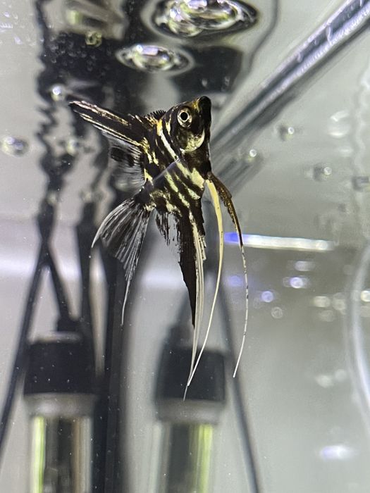 Oddam młodego zdrowego skalara czarna koronka(samiec)