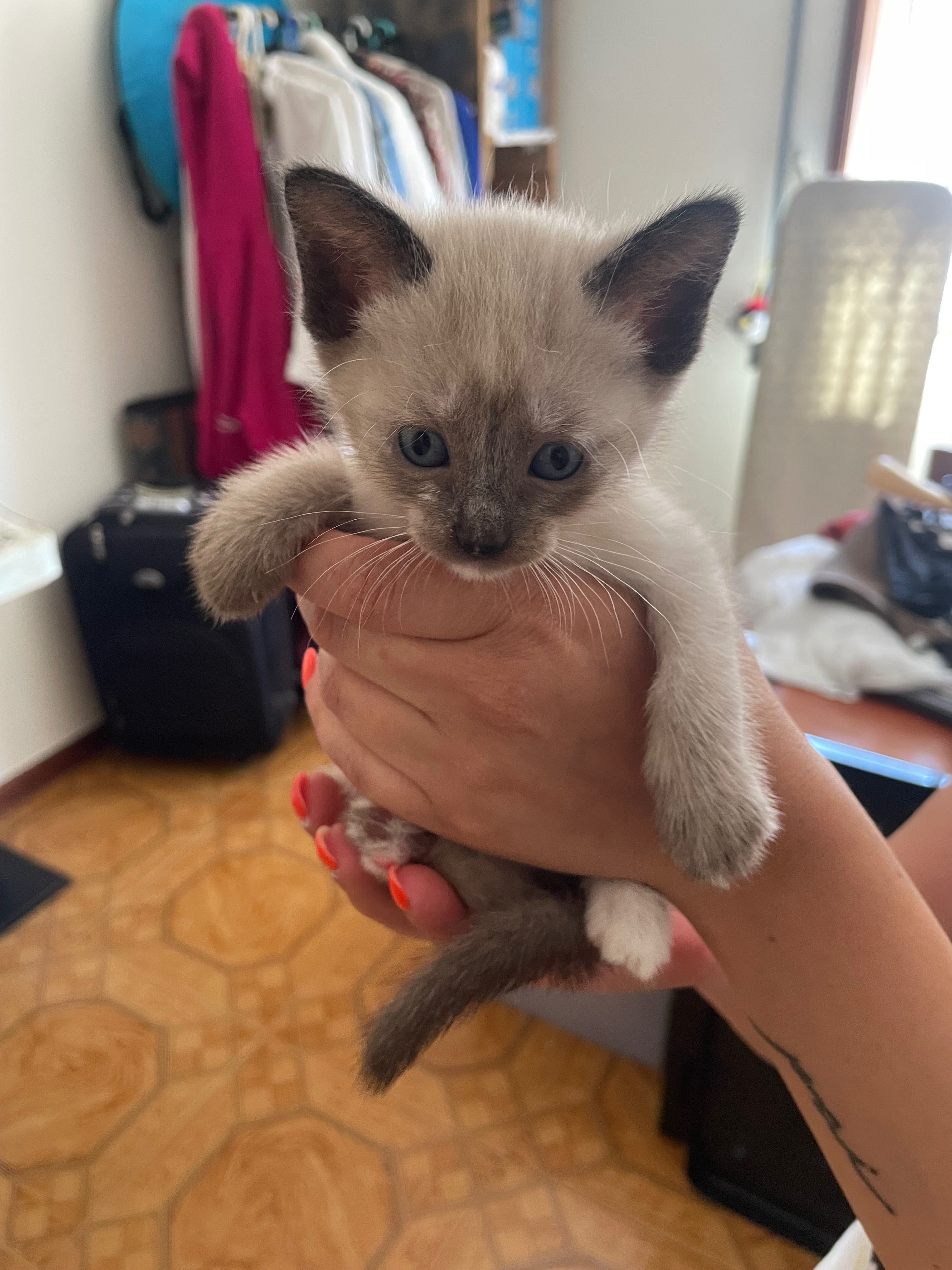 Gatos bebés para adoção urgente