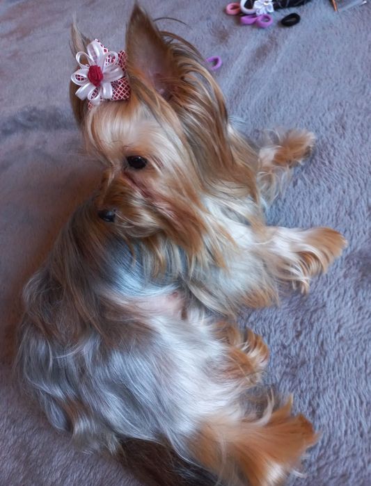 Yorkshire fêmea com Pedigree e Afixo.