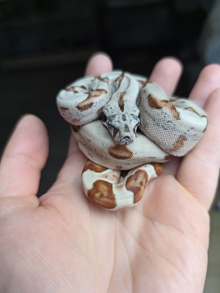 Węże zbożowe Hypo Jungle het Albino Sharp