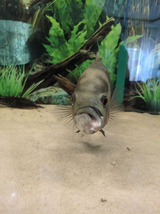 -DOU-  Oscar tigre 30cm