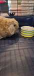 Oddam królika Mini Lop w dobre ręce