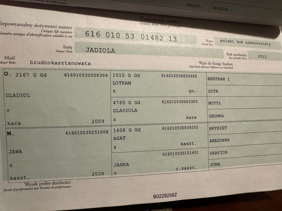 Klacz Zimnokrwista ze Źrebakiem