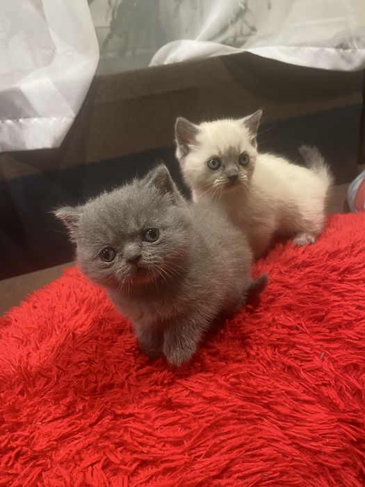 Продам чистокровних шотландських плюшевих кошенят