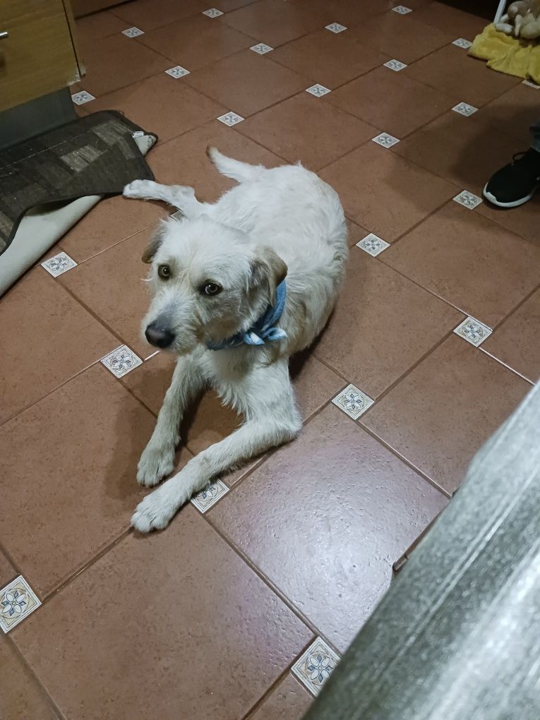 Cão macho encontrado em Aveiro abandonado