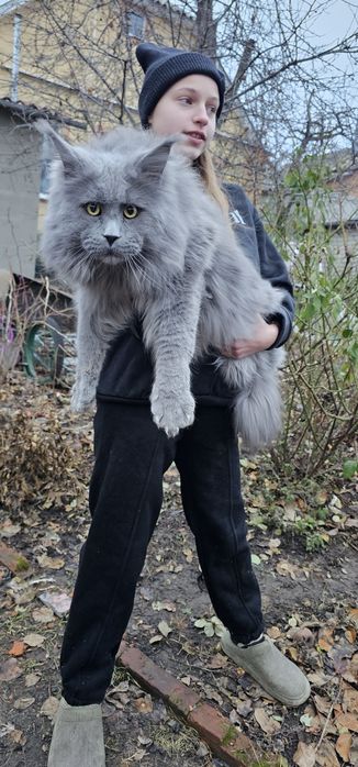Голубой мальчик на вязку