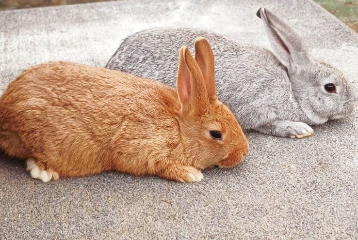 Продаю Кролик Рекс голубой, Новозеландский  Красный, Белый,чорноогнен