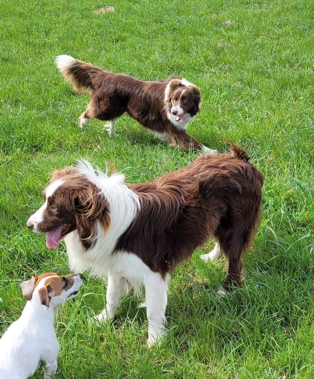 Border Collie dziewczynka Czekoladowo Biała