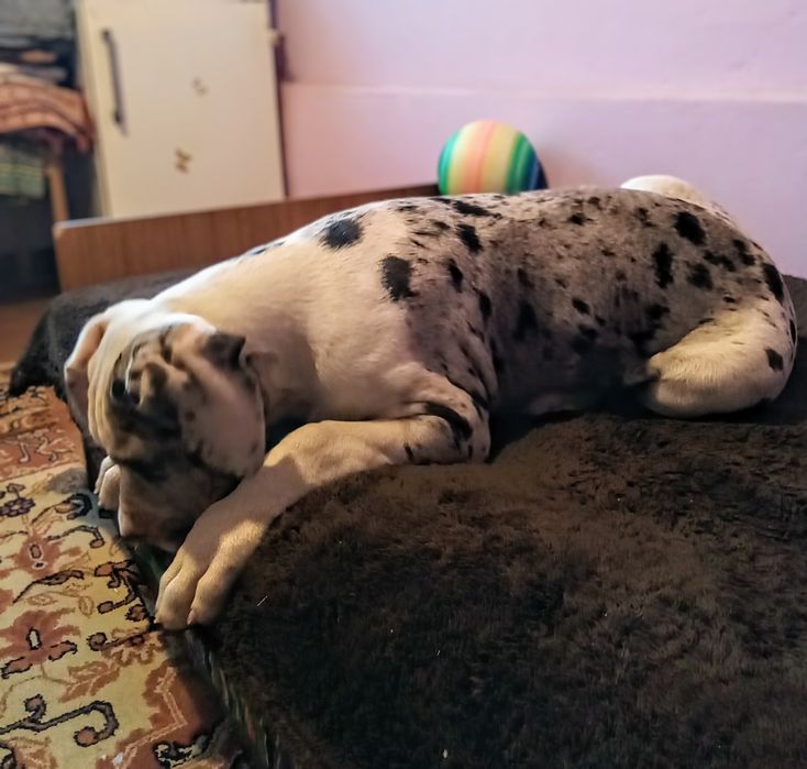Dog niemiecki, piesek szczenię urodzony koniec lipca