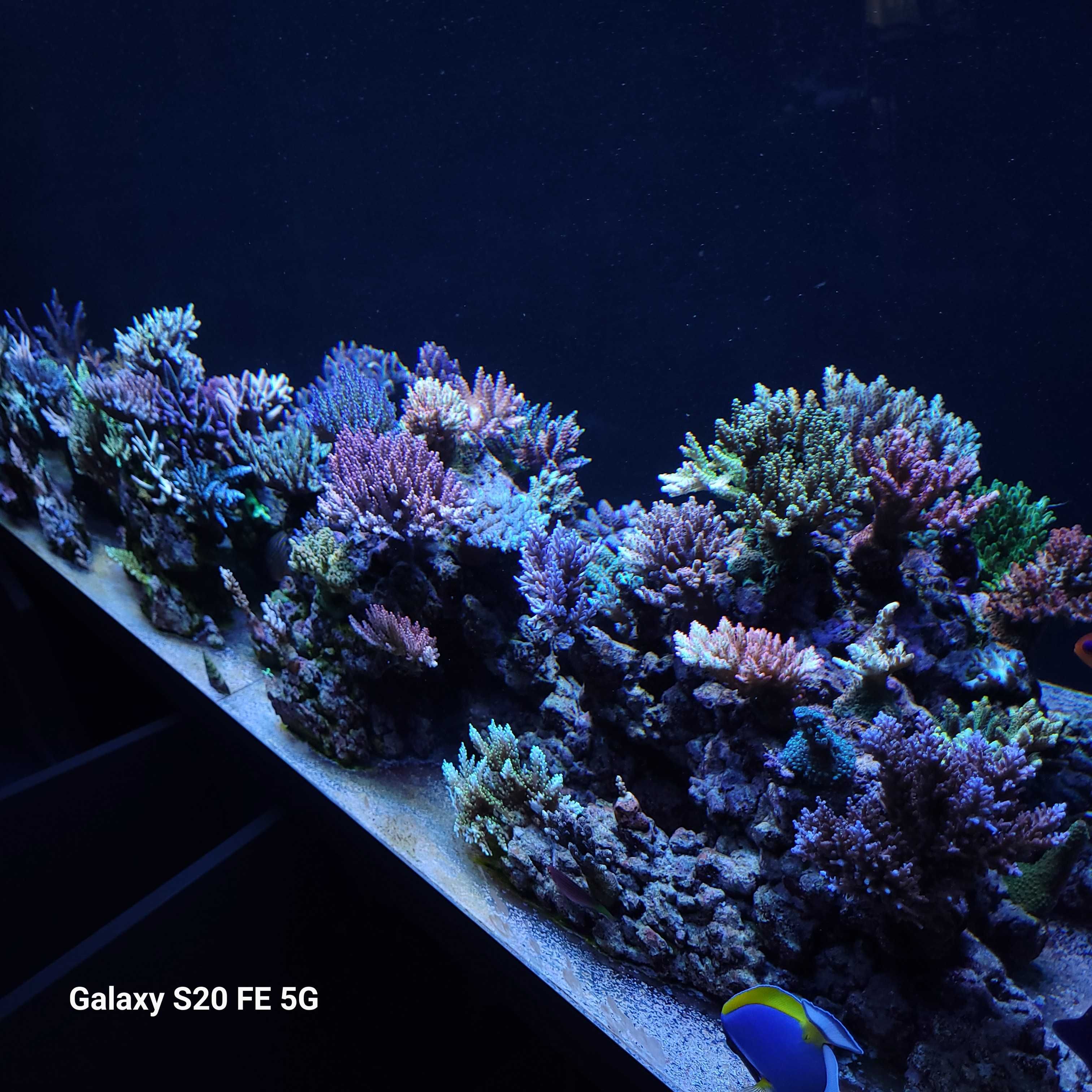 Acropora, szczepki,sps