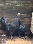 Ovos ayam cemani