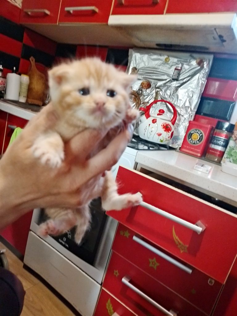 Продам шотландских котят