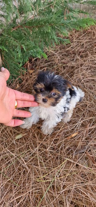 biewer macho super pequenino