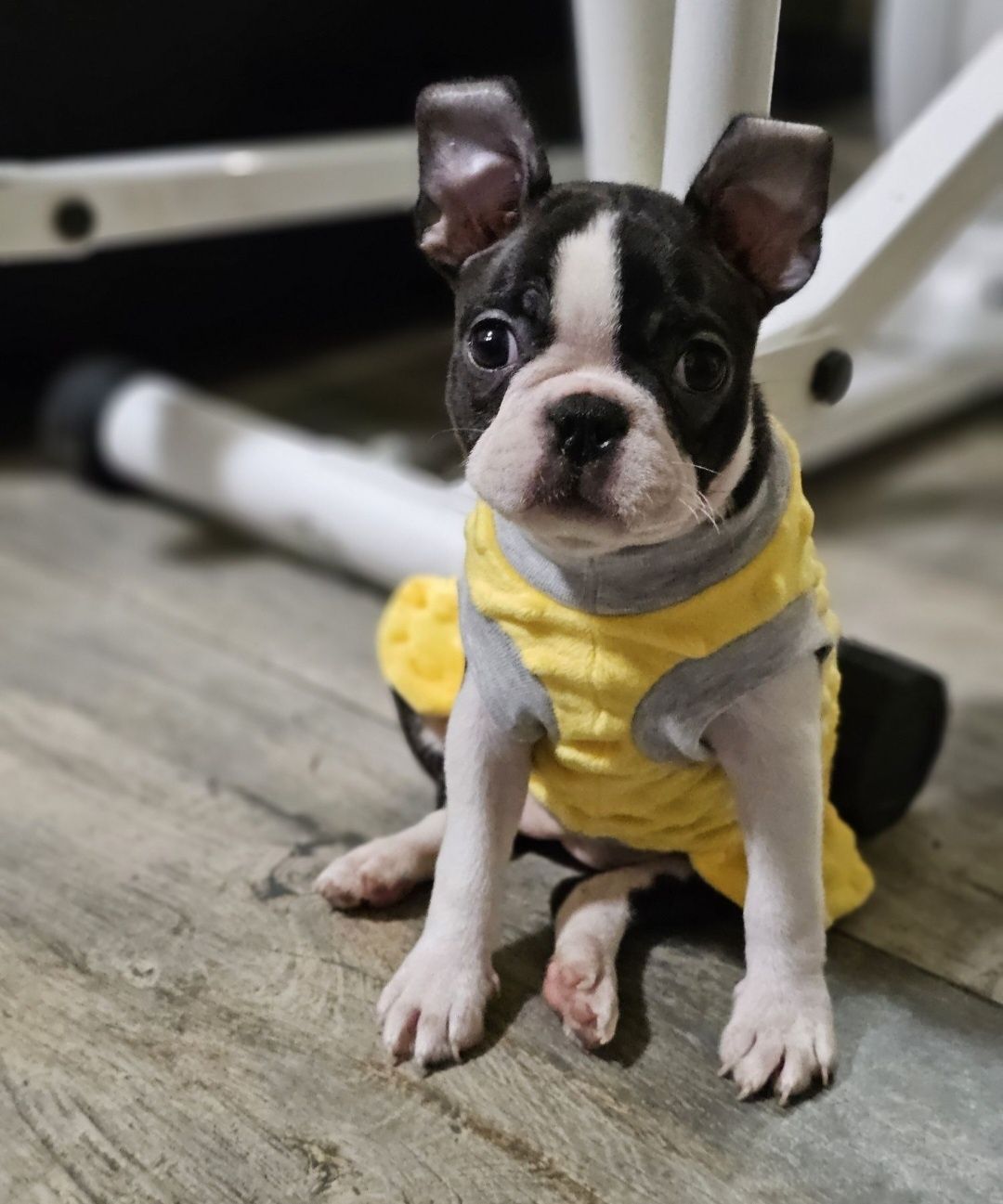 Suczka boston terrier do rezerwacji
