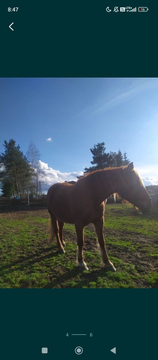 Sprzedam klacz Zimnokrwistą