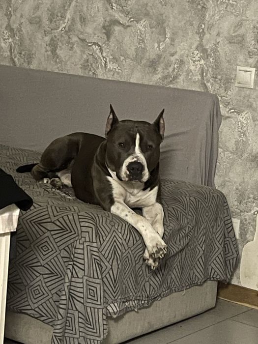 Амстафф голубий для вязки