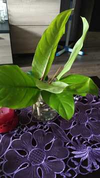 Philodendron malay gold cena za ped