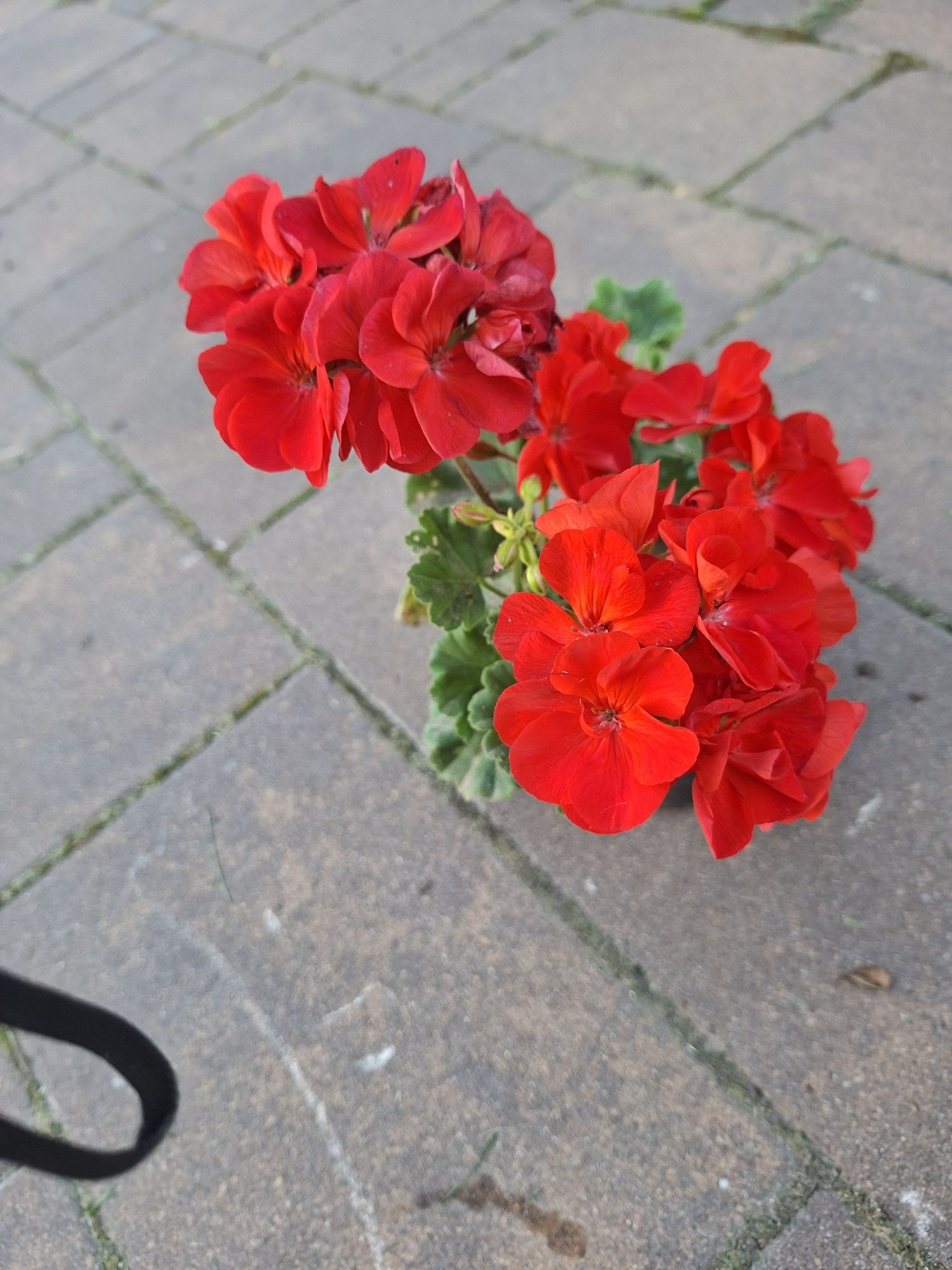 Pelargonia hybrydowa