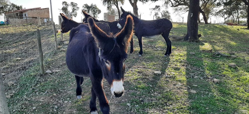 Vende-se burros e burras da raça BURRO DE MIRANDA