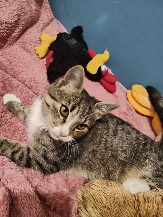 Котенок в добрые руки