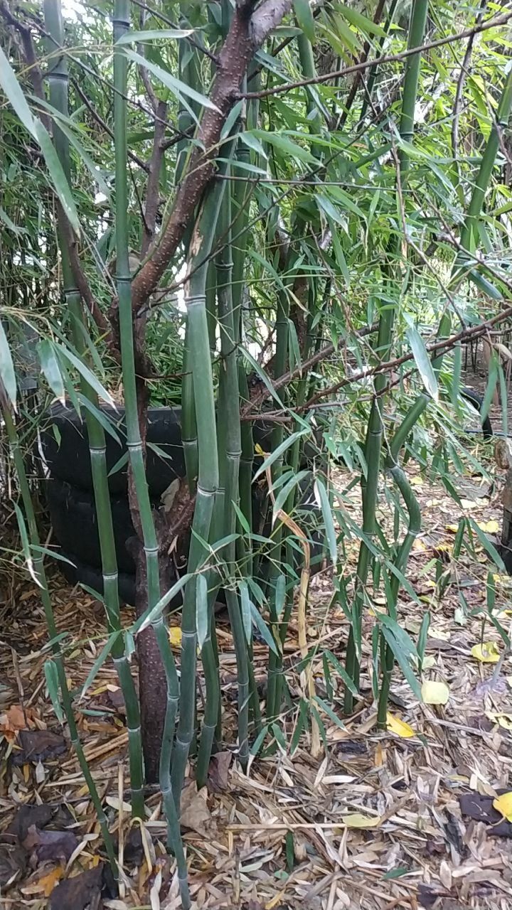 Рослина бамбук Листоколосник (Phyllostachys).