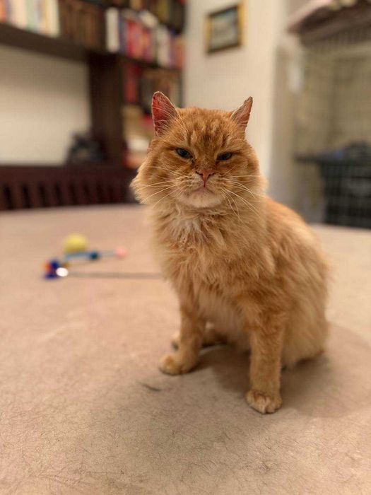 лагідний ,шикарний кіт , муркотун і пестун