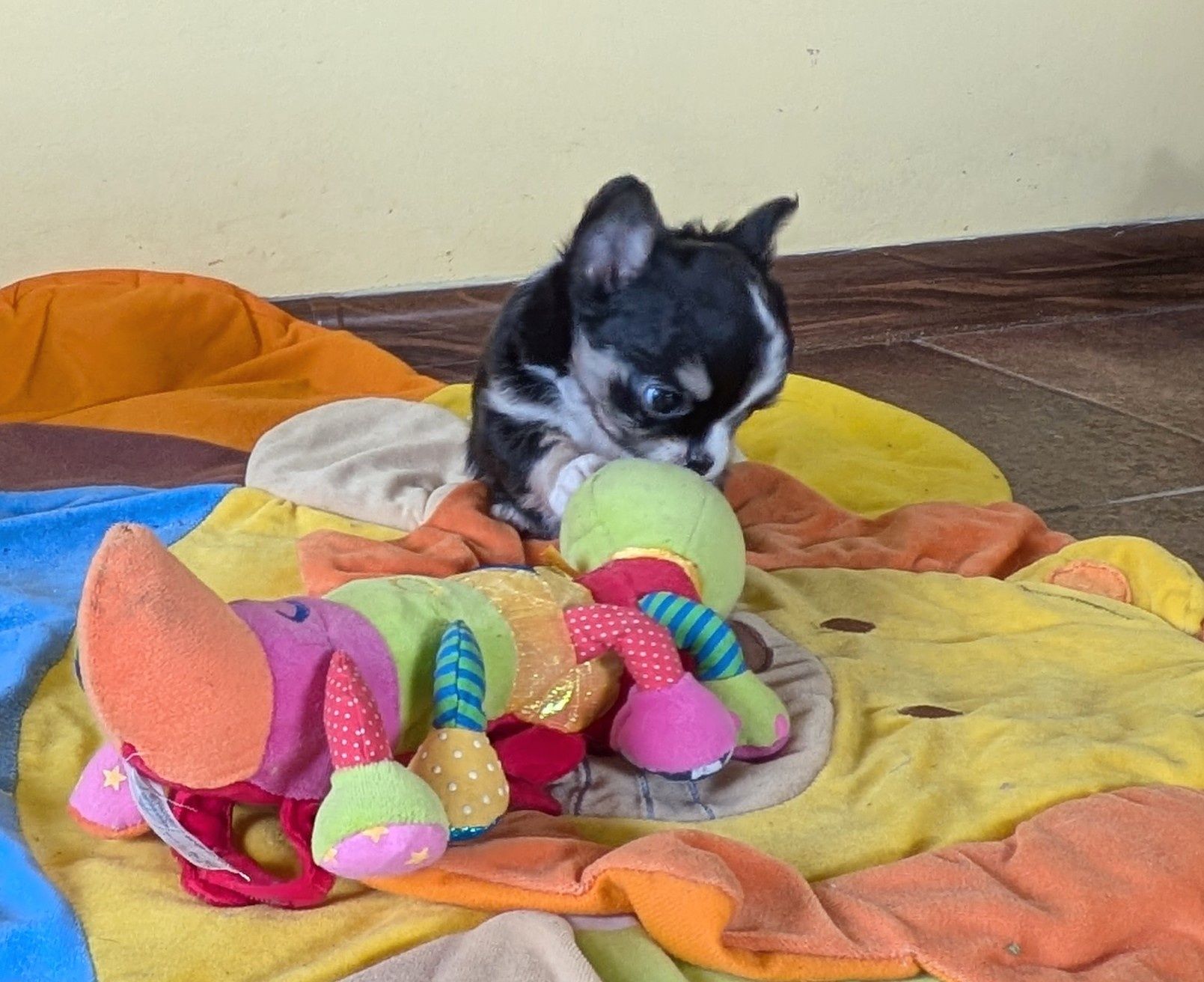 Chihuahua długowłosy ZKwP  FCI