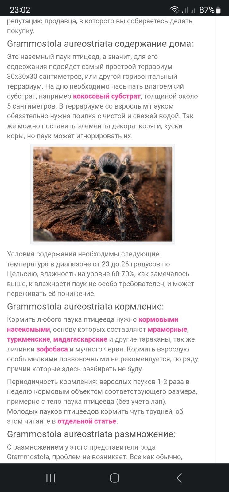 Павук + тераріум (він) Grammostola aureostriata