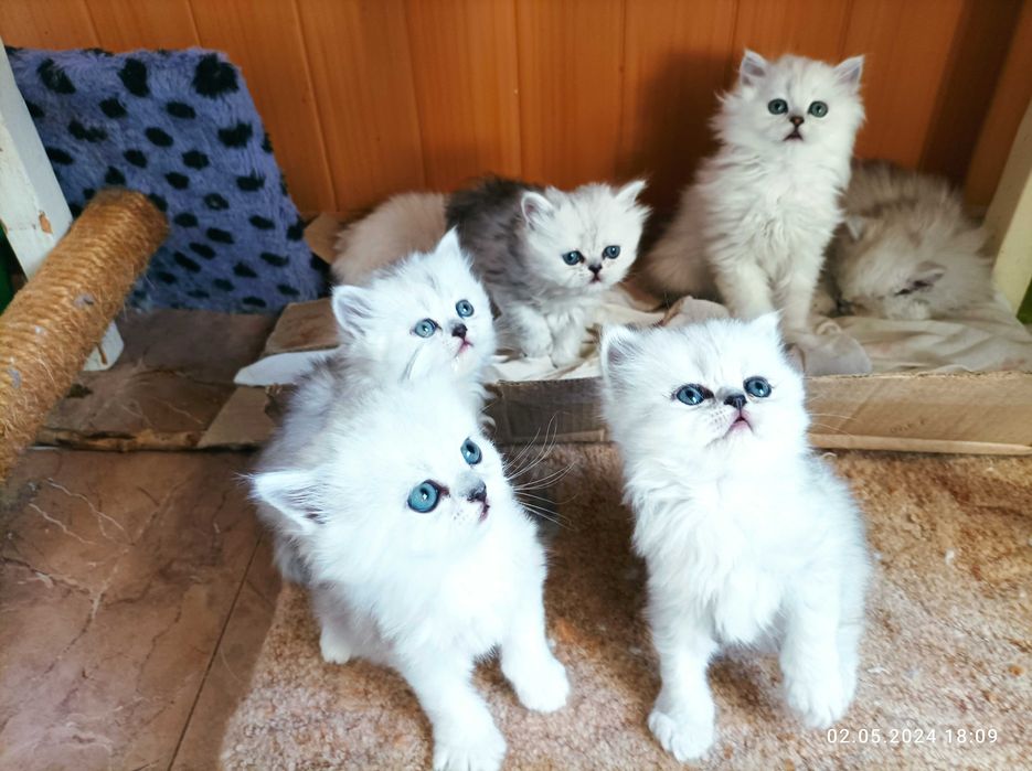 Котята шиншиллы серебристые страйт британские
