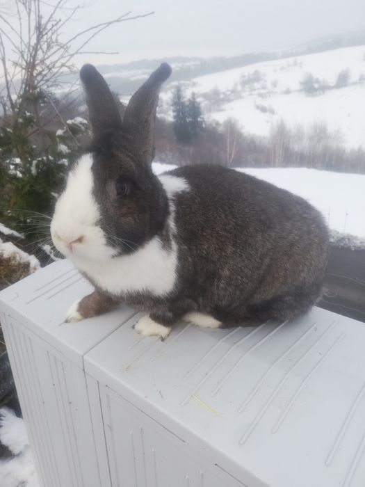 Sprzedam samiczke holenderska z 8 młodymi