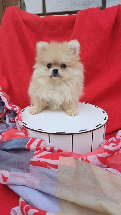 Віданий друг -померанський шпіц