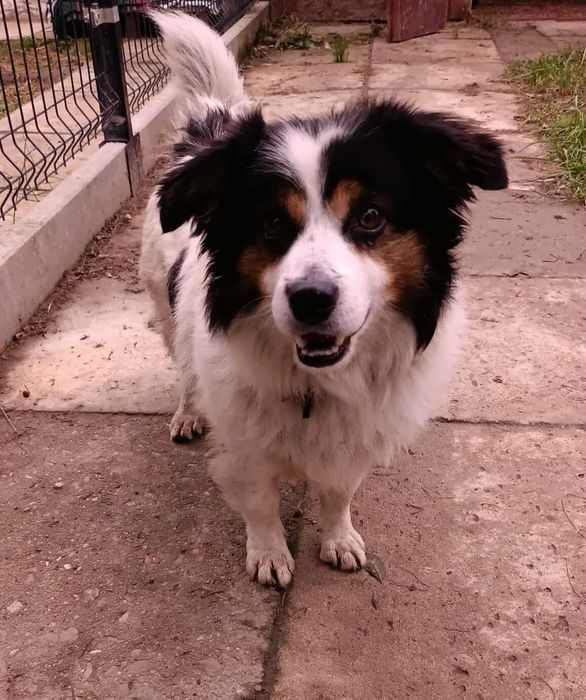 Misio kudłata szuka kochającego domu