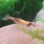 Krewetki Red Cherry
